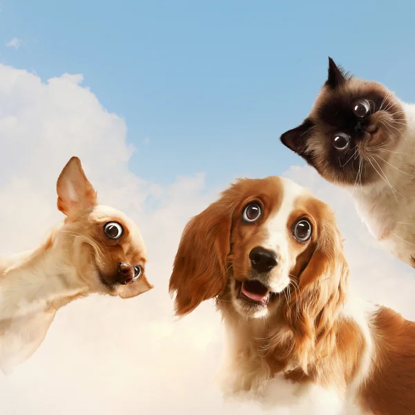 Three home pets — Stock Photo, Image