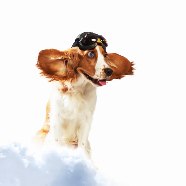 Hond-vlieger dragen van een helm piloot. Collage — Stockfoto
