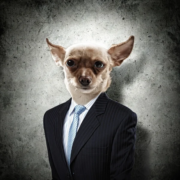 Retrato engraçado de um cão em um terno — Fotografia de Stock