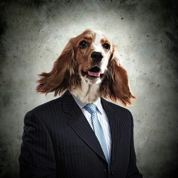 Roliga porträtt av en hund i kostym — Stockfoto