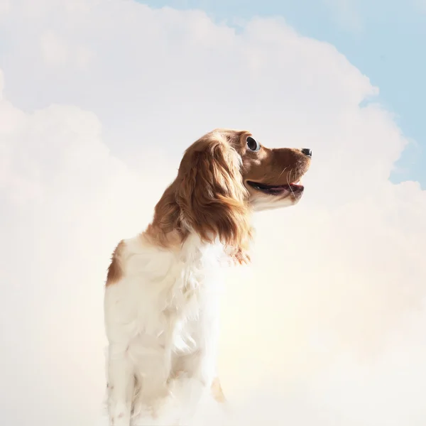 Retrato engraçado cão — Fotografia de Stock