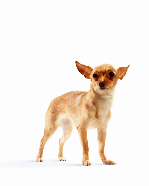 Funny dog portrait — Stock Photo, Image