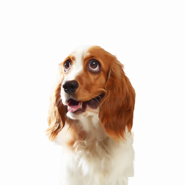 Смешной собачий портрет — стоковое фото