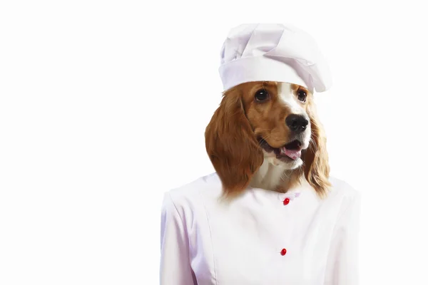 Cão engraçado vestido como um chef — Fotografia de Stock