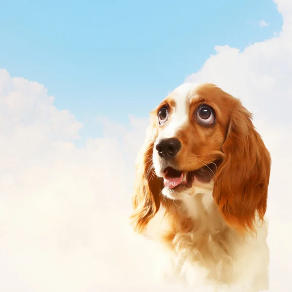 Funny dog portrait — Stock Photo, Image