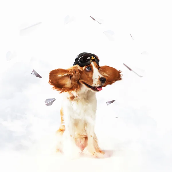 Hund-flygare bär hjälm pilot. collage — Stockfoto