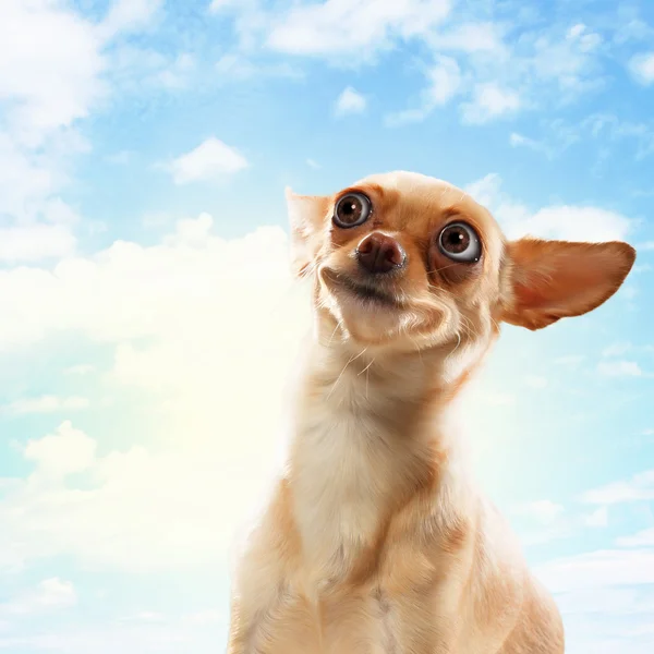 Funny dog portrait — Stock Photo, Image