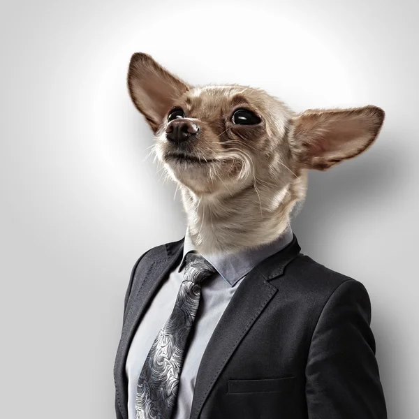 Takım elbiseli bir köpek komik portresi — Stok fotoğraf