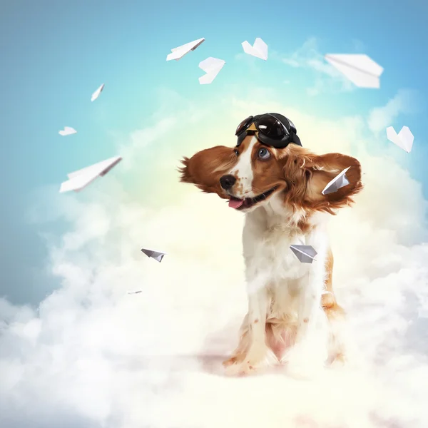 Dog-aviator wearing a helmet pilot. Collage — Stock Photo, Image