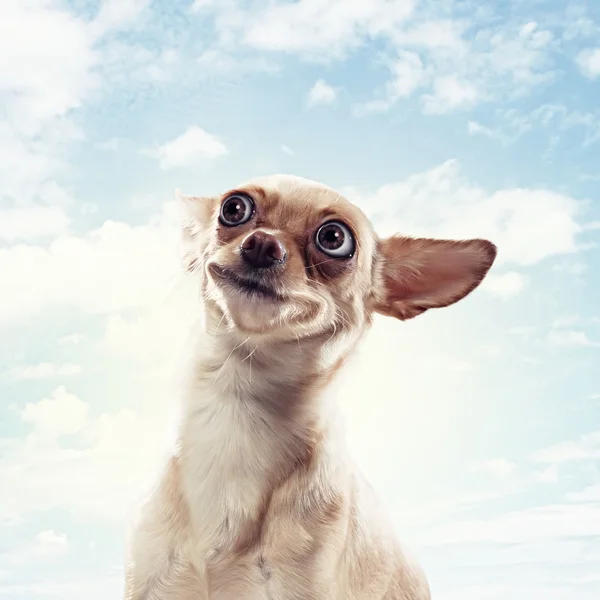 Vicces kutya portré — Stock Fotó
