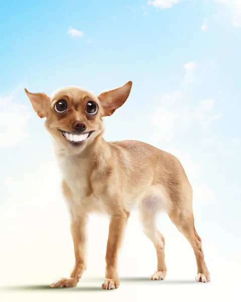 Funny dog portrait — Stock Photo, Image