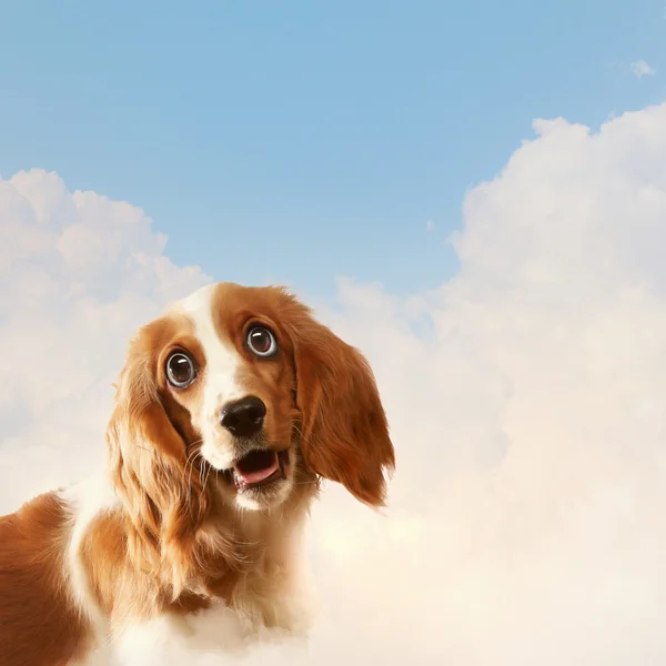 Grappig honden portret — Stockfoto