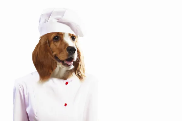 Lustiger Hund als Koch verkleidet — Stockfoto