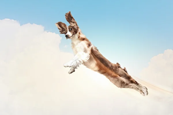 Бассет-хаунд, летящий между облаками — стоковое фото