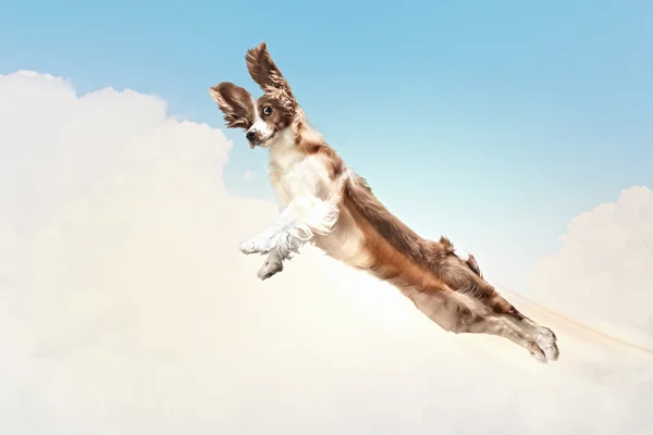 Basset hound flying between the clouds — Stock Photo, Image