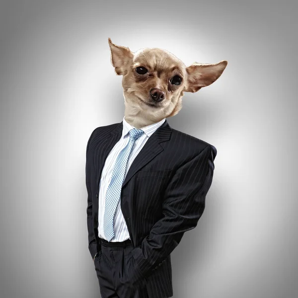 Divertido retrato de un perro en traje — Foto de Stock