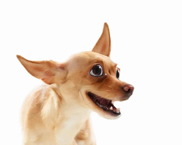 Funny dog portrait — Stock Photo, Image