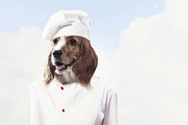 Funny dog dressed as a chef — Stock Photo, Image