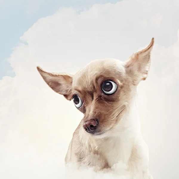 Смешной собачий портрет — стоковое фото