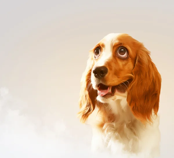 Funny dog portrait — Stock Photo, Image