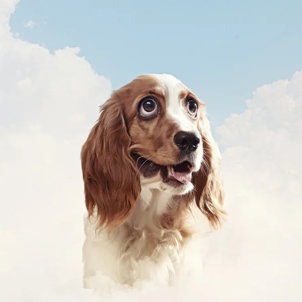 Grappig honden portret — Stockfoto