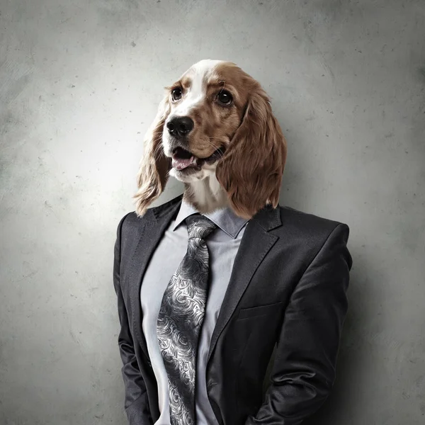 Roliga porträtt av en hund i kostym — Stockfoto