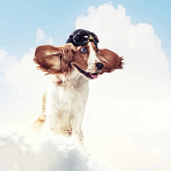 Hond-vlieger dragen van een helm piloot. Collage — Stockfoto