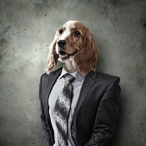 Divertente ritratto di un cane in una tuta — Foto Stock