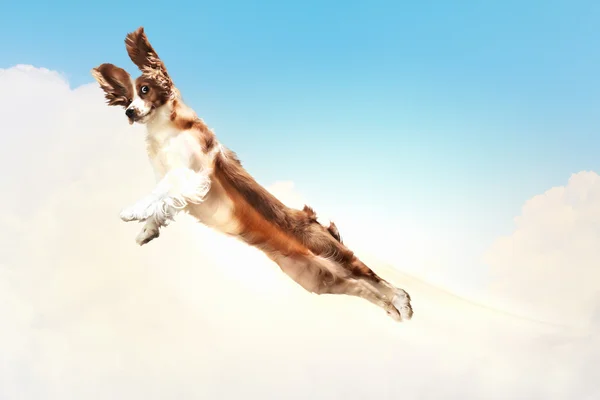 Basset hound flying between the clouds — Stock Photo, Image