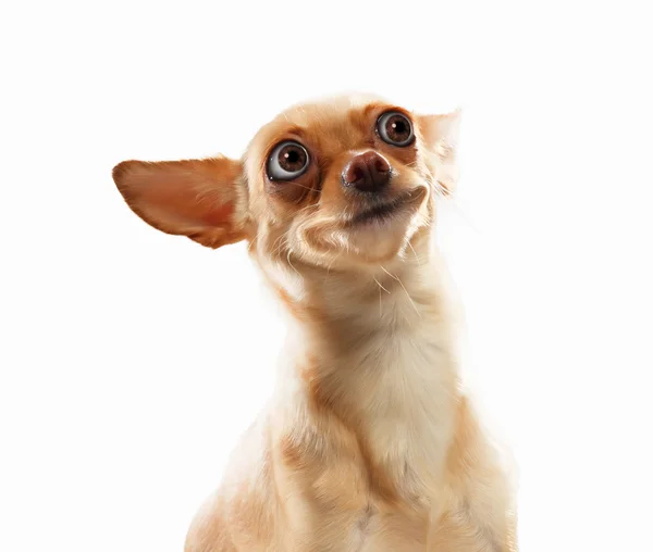 Funny dog portrait — Stock Photo, Image