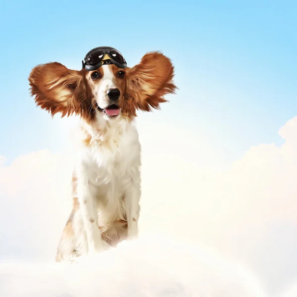Dog-aviator wearing a helmet pilot. Collage — Stock Photo, Image