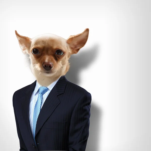 Funny portrait of a dog in a suit — Stock Photo, Image