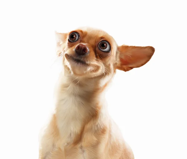 Αστείο πορτρέτο σκύλου — Φωτογραφία Αρχείου