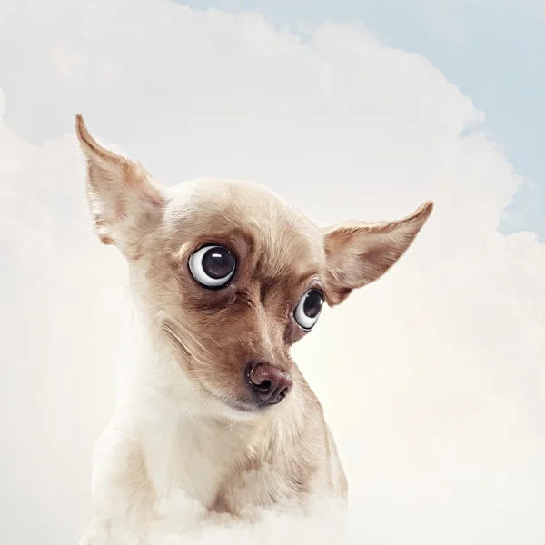 Funny dog portrait — Stock Photo, Image