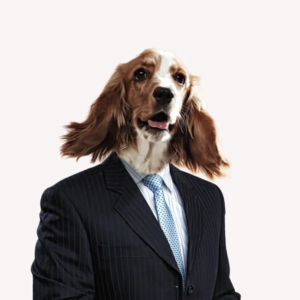 Legrační portrét psa v obleku — Stock fotografie