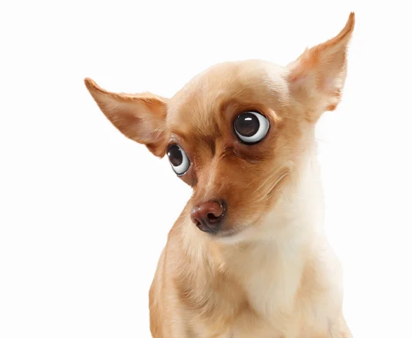 Funny dog portrait — Stock Photo, Image