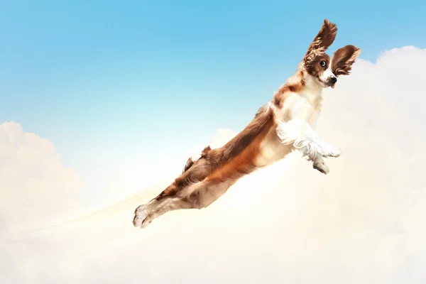 Basset hound voando entre as nuvens — Fotografia de Stock