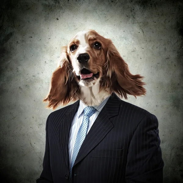 Legrační portrét psa v obleku — Stock fotografie