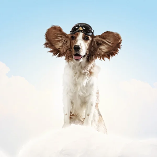 Aviador de cães a usar um piloto de capacete. Colagem — Fotografia de Stock