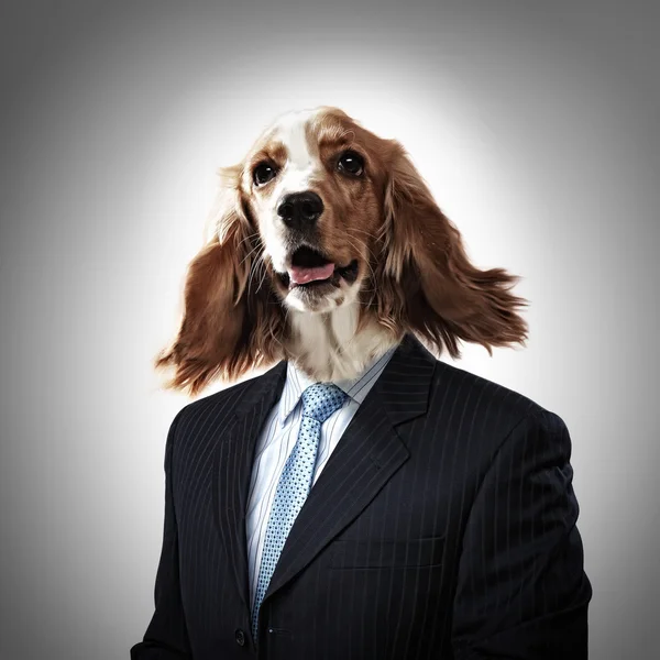 Zabawny portret psa w garniturze — Zdjęcie stockowe