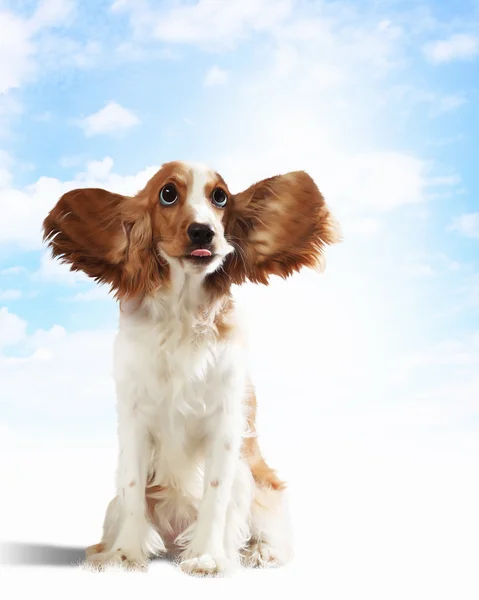 Divertente cane ritratto — Foto Stock