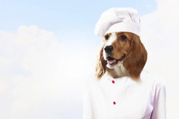 Funny dog dressed as a chef — Stock Photo, Image