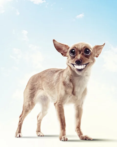 Zabawny portret psa — Zdjęcie stockowe