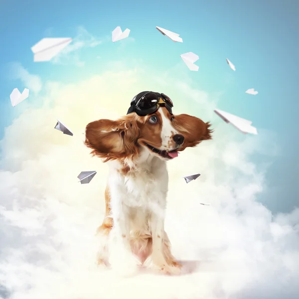 Dog-aviator wearing a helmet pilot. Collage — Stock Photo, Image