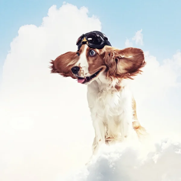 Dog-aviator wearing a helmet pilot. Collage — Stock Photo, Image