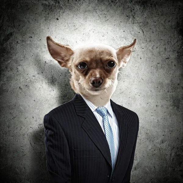 Divertente ritratto di un cane in una tuta — Foto Stock