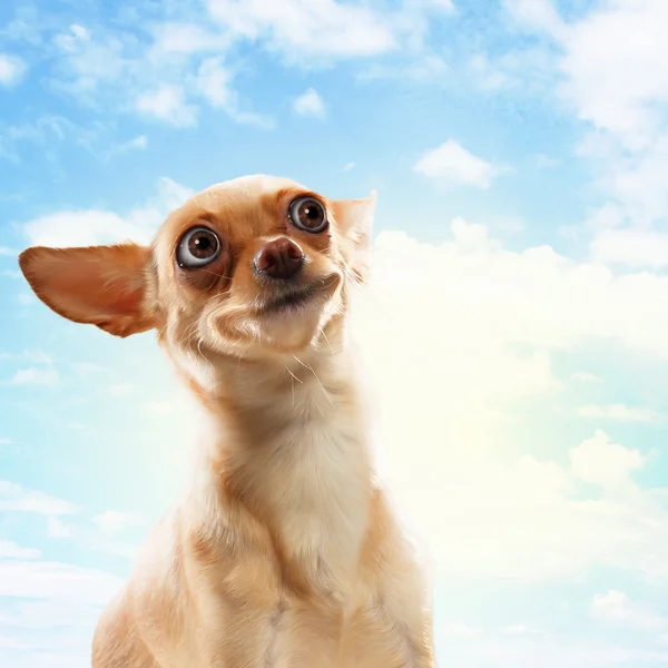 Funny dog portrait — Stock Photo, Image