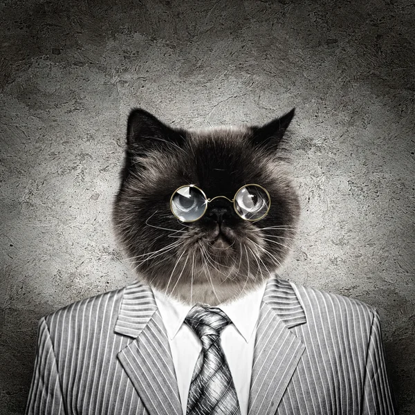 Funny fluffy cat in a business suit — Stock Photo, Image