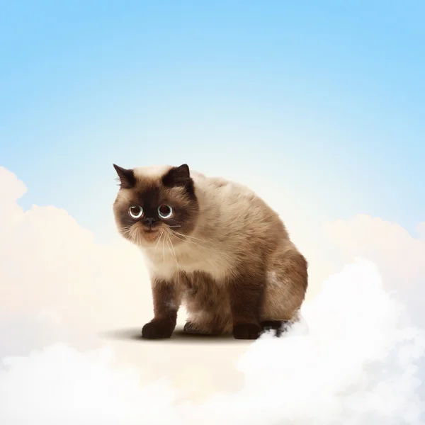 Funny fluffy cat against color background — Stock Photo, Image