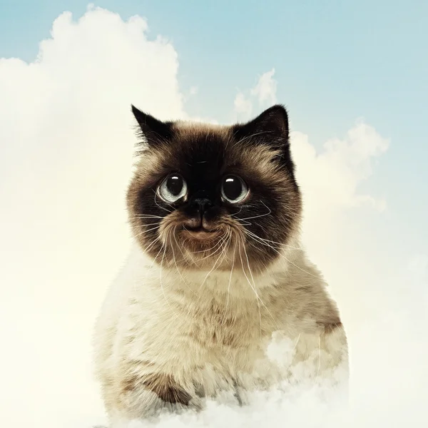 Lustige flauschige Katze vor farbigem Hintergrund — Stockfoto